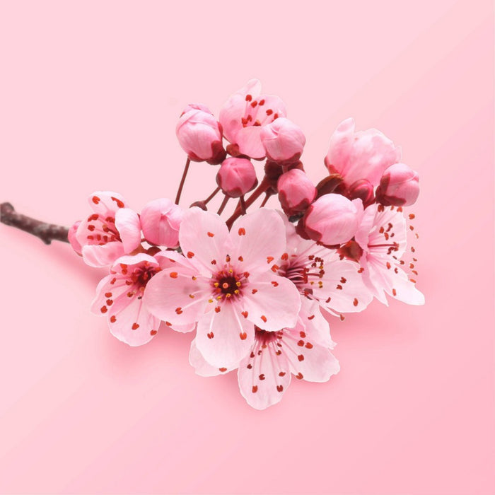 Beloved Cherry Blossom & Tea Rose Hand Cream Lotion - 1 fl oz
