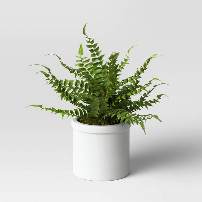 Small Boston Fern - Threshold™