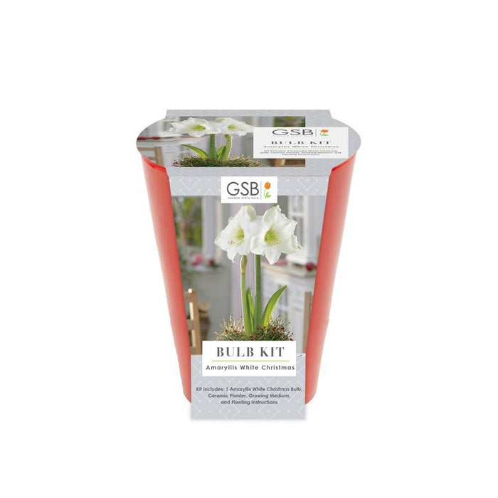 Ceramic Palmela Planter with White Amaryllis Grow Kit - Garden State Bulb