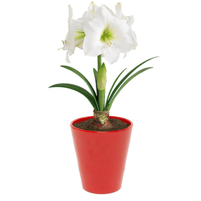 Ceramic Palmela Planter with White Amaryllis Grow Kit - Garden State Bulb