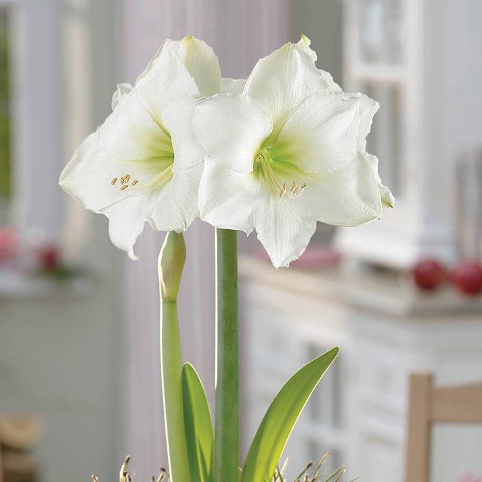 Ceramic Palmela Planter with White Amaryllis Grow Kit - Garden State Bulb