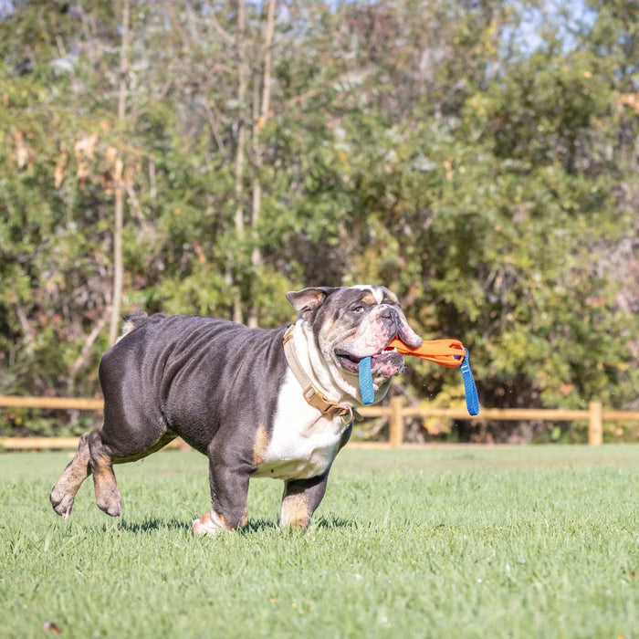 Chuckit! Air Fetch Bumper Dog Toy