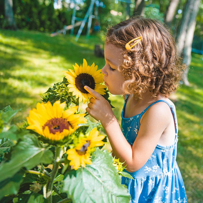 Back to the Roots Organic Kids' Science Grow Kit - Sunflower