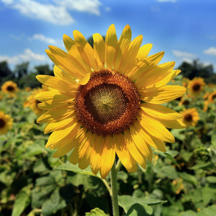 Back to the Roots Organic Kids' Science Grow Kit - Sunflower