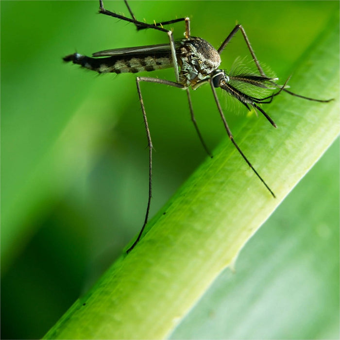 STEM Mosquito Repellent Spritz - 4oz
