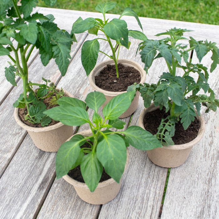 Back to the Roots 8pk Organic & Peat Free Plantable Seed Starting Pots