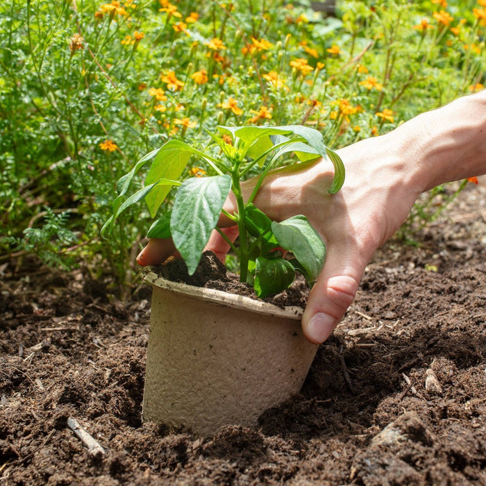 Back to the Roots 8pk Organic & Peat Free Plantable Seed Starting Pots