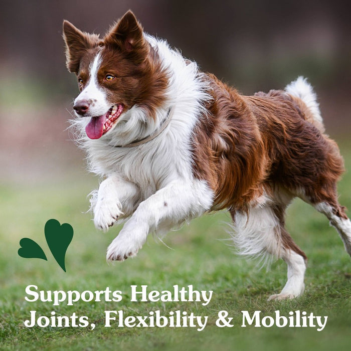 Greenies Hip and Joint Chicken Flavor Supplements for Dogs - 16.2oz/80ct