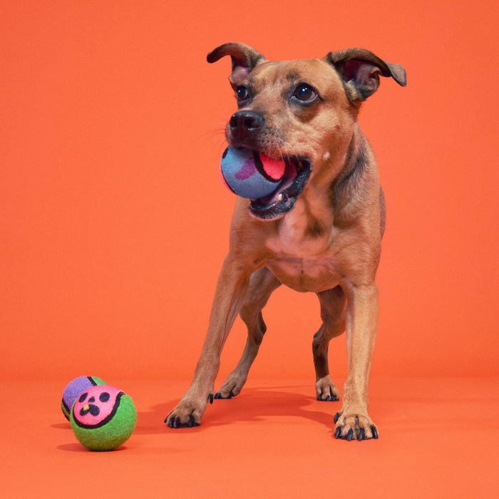 BARK Halloween Muttster Madness Zombie Head Ball Dog Ball Toy
