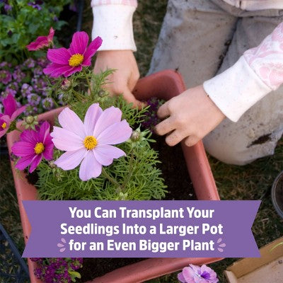 Back to the Roots Organic Cosmos Flower Grow Kit with Plantable Starting Pot Soil and Seeds