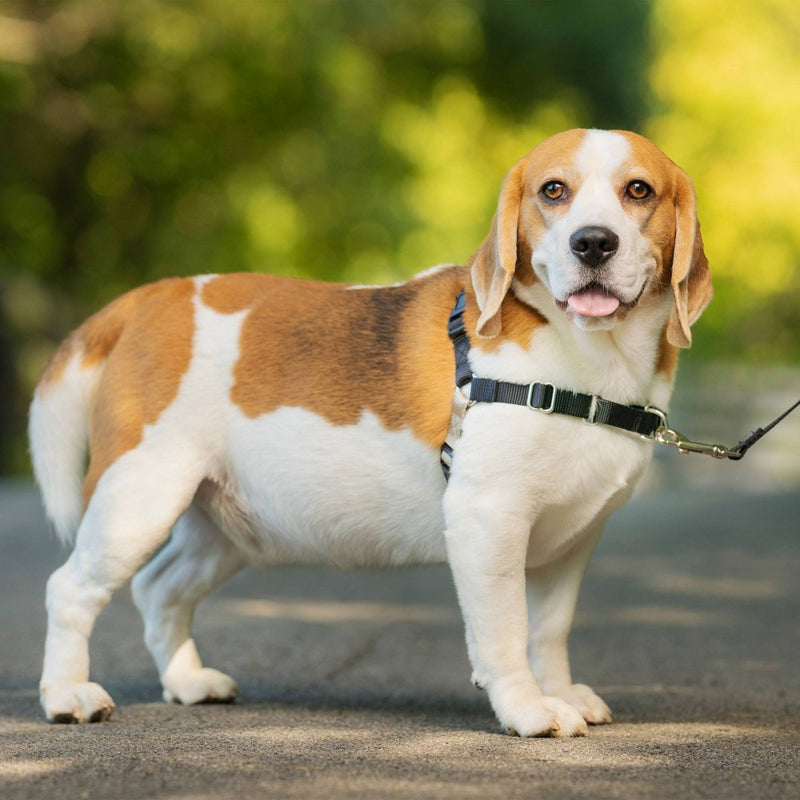 PetSafe Easy Walk Adjustable Dog Harness - M - Black