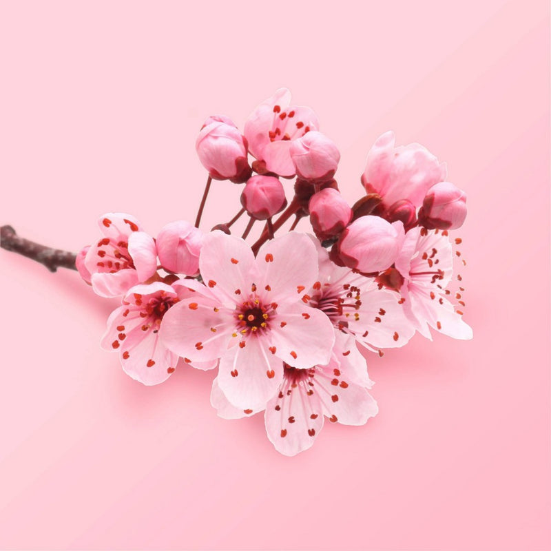 Beloved Cherry Blossom & Tea Rose Hand Cream Lotion - 1 fl oz