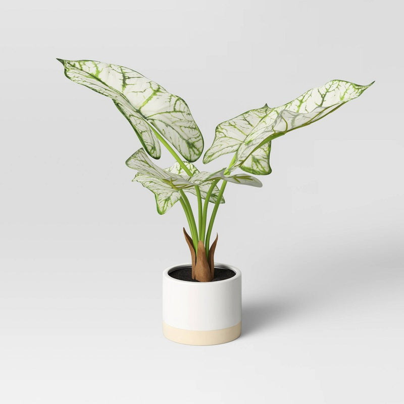Caladium in White Ceramic Pot - Threshold™ (LOCAL PICKUP ONLY)