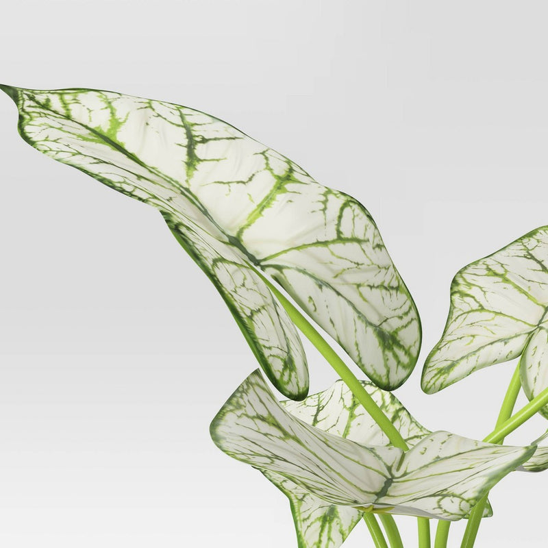 Caladium in White Ceramic Pot - Threshold™ (LOCAL PICKUP ONLY)