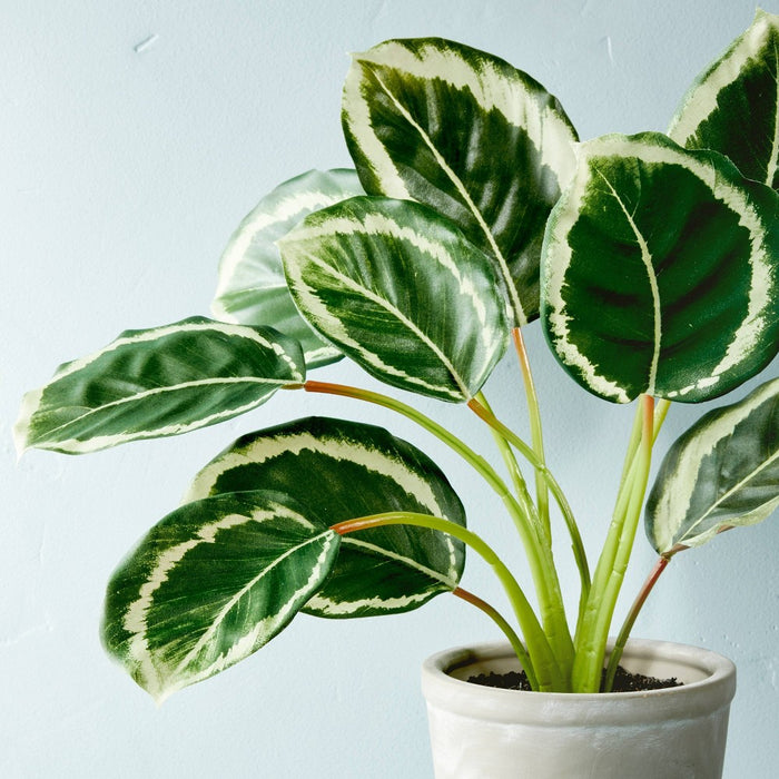 14" x 16" Faux Calathea Plant in Ceramic Pot - Hearth & Hand™ with Magnolia