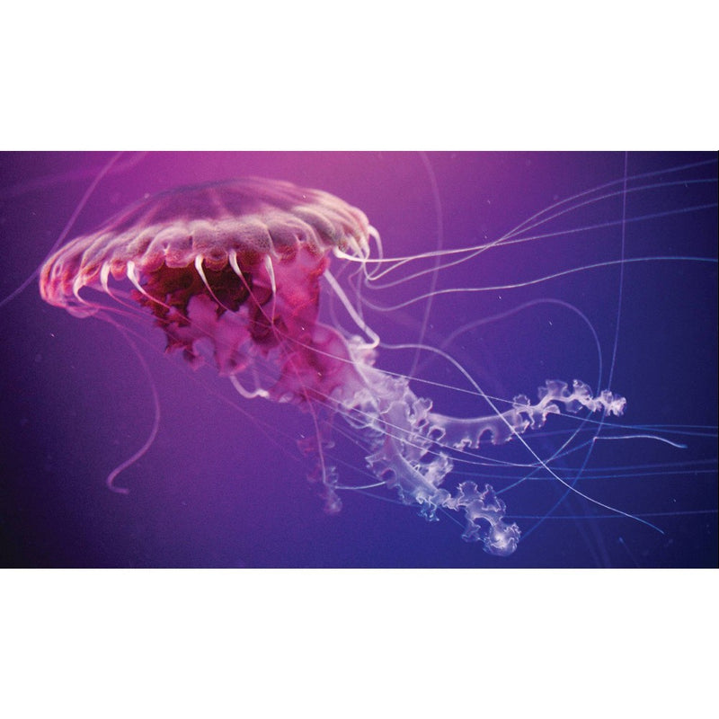 Smithsonian Jelly Fish Aquarium Science Kit