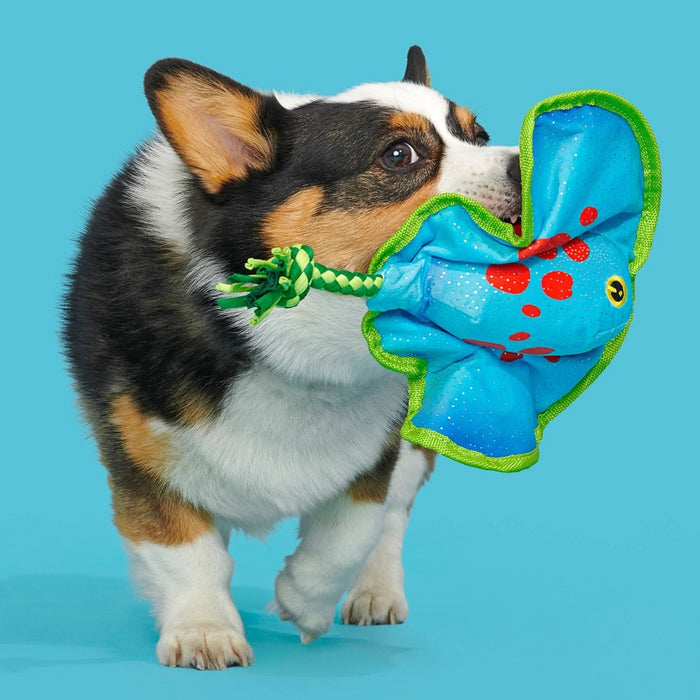 BARK Manny Ray Under the Seams Dog Toy - Blue/Red/Green