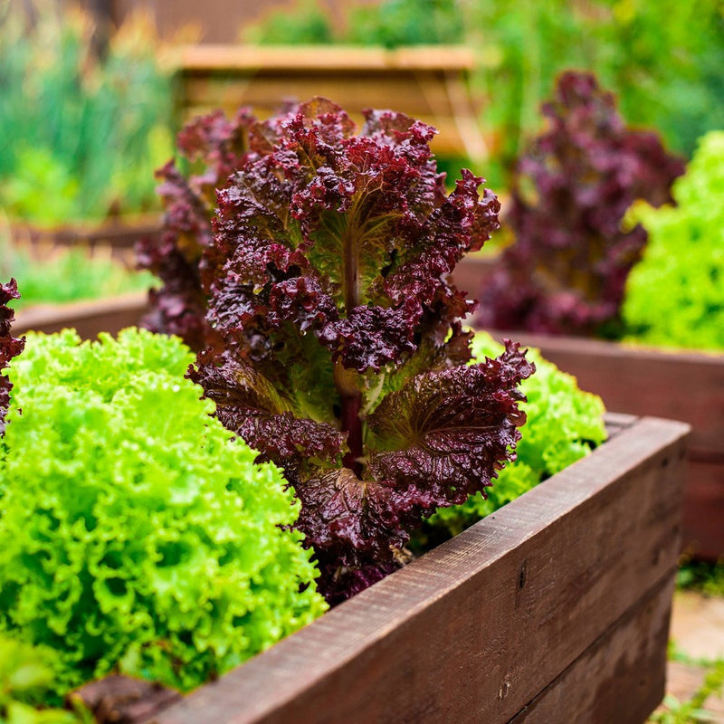 Back to the Roots 1CF Premium Raised Bed Mix (LOCAL PICKUP ONLY)