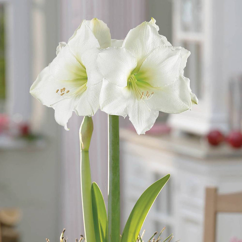 Ceramic Palmela Planter with White Amaryllis Grow Kit - Garden State Bulb