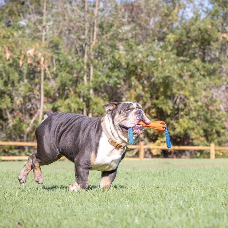 Chuckit! Air Fetch Bumper Dog Toy