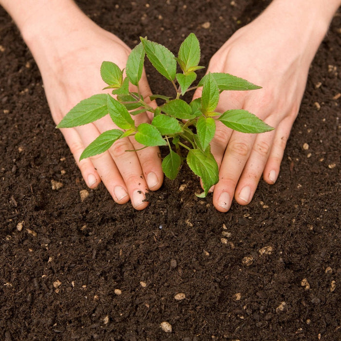 Back to the Roots Organic Gardening Starter Kit - Cocktail Garden Variety