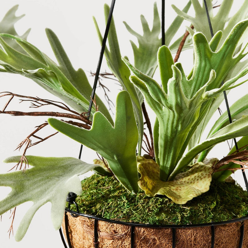 13" Artificial Hanging Staghorn Plant - Hilton Carter for Target (LOCAL PICKUP ONLY)