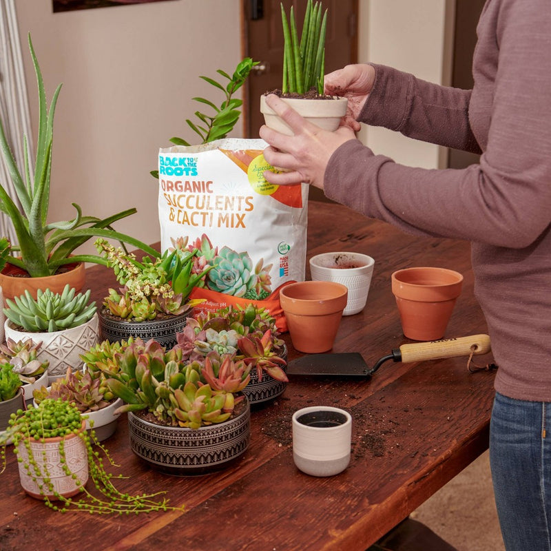 Back to the Roots 6qt Specialty Succulent Potting Mix