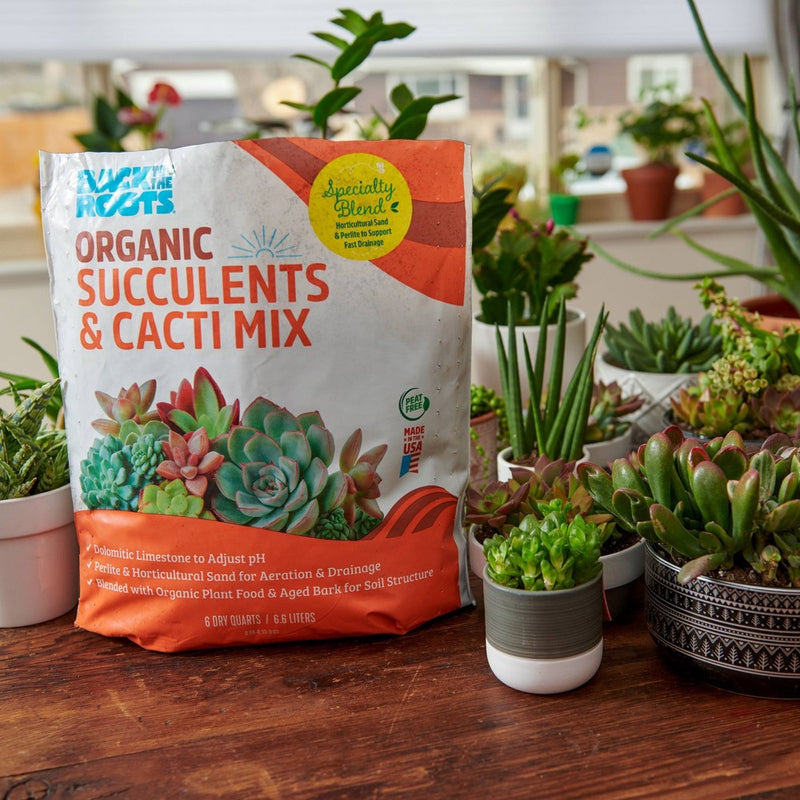 Back to the Roots 6qt Specialty Succulent Potting Mix