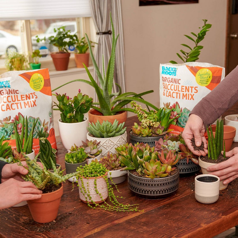 Back to the Roots 6qt Specialty Succulent Potting Mix