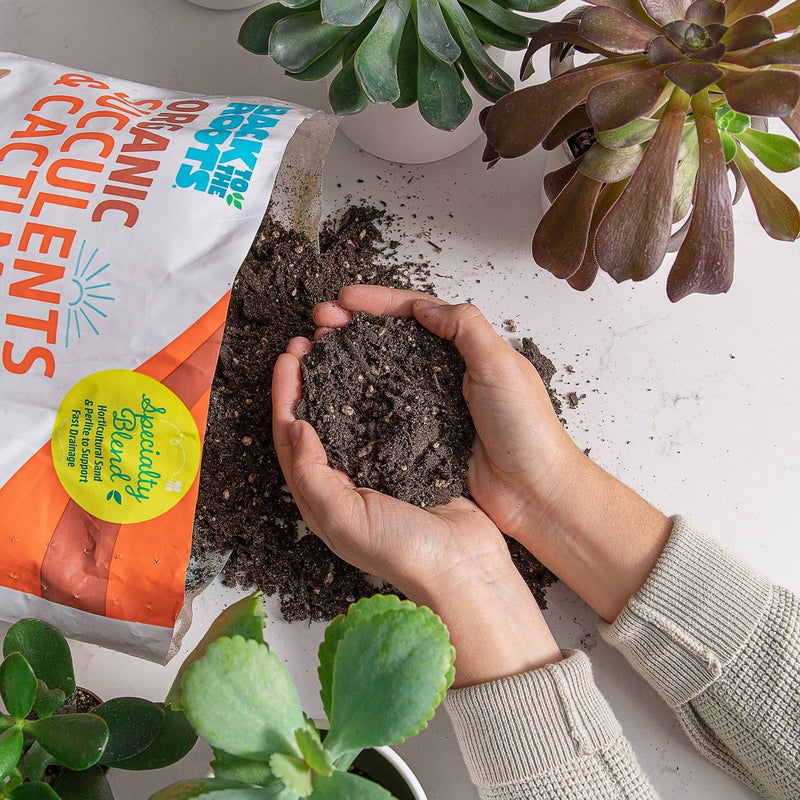 Back to the Roots 6qt Specialty Succulent Potting Mix