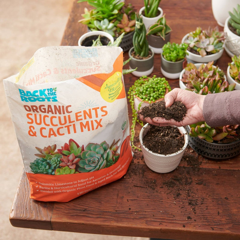 Back to the Roots 6qt Specialty Succulent Potting Mix