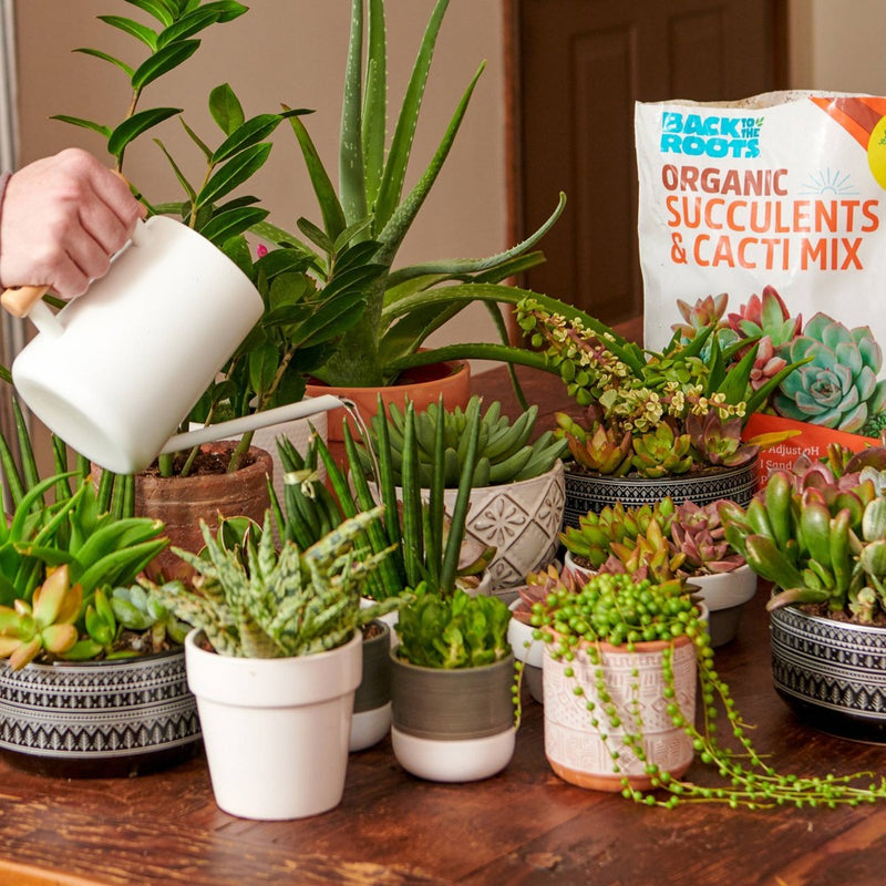 Back to the Roots 6qt Specialty Succulent Potting Mix