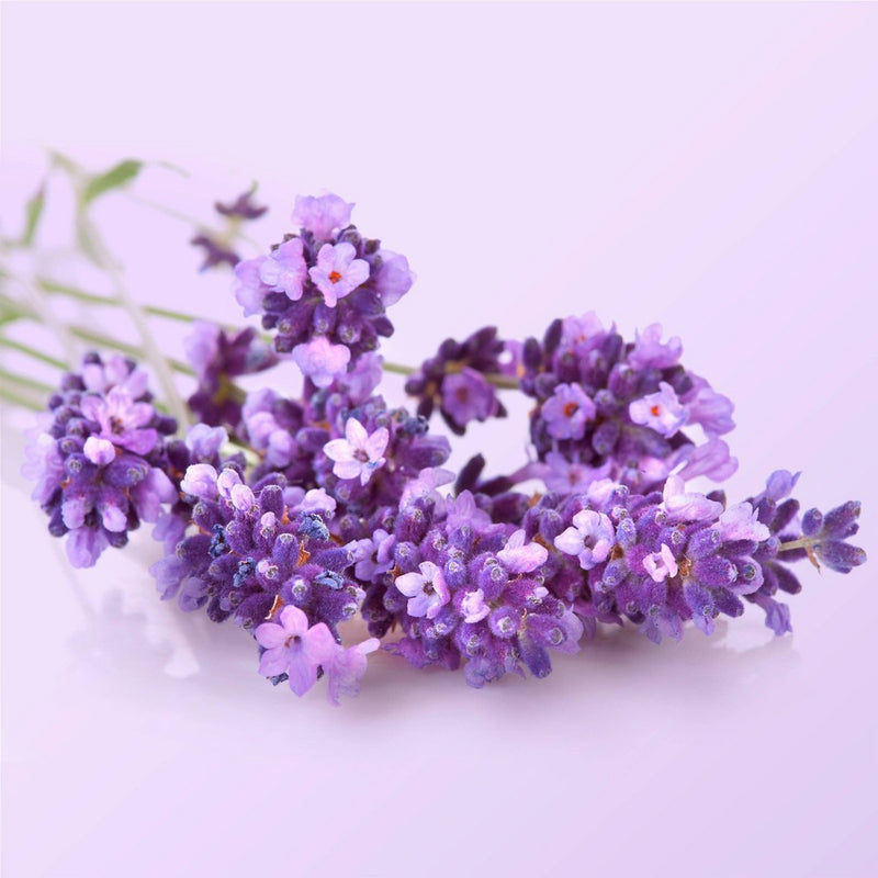 Beloved Lavender & Hyssop Foaming Hand Wash Soap - 8 fl oz