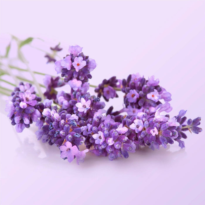 Beloved Lavender & Hyssop Foaming Hand Wash Soap - 8 fl oz