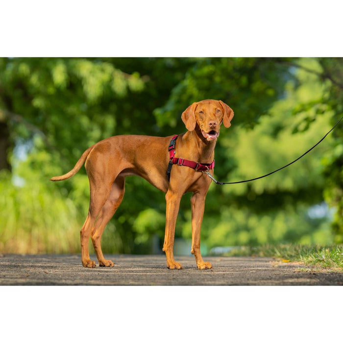 PetSafe Easy Walk Adjustable Dog Harness - M - Red