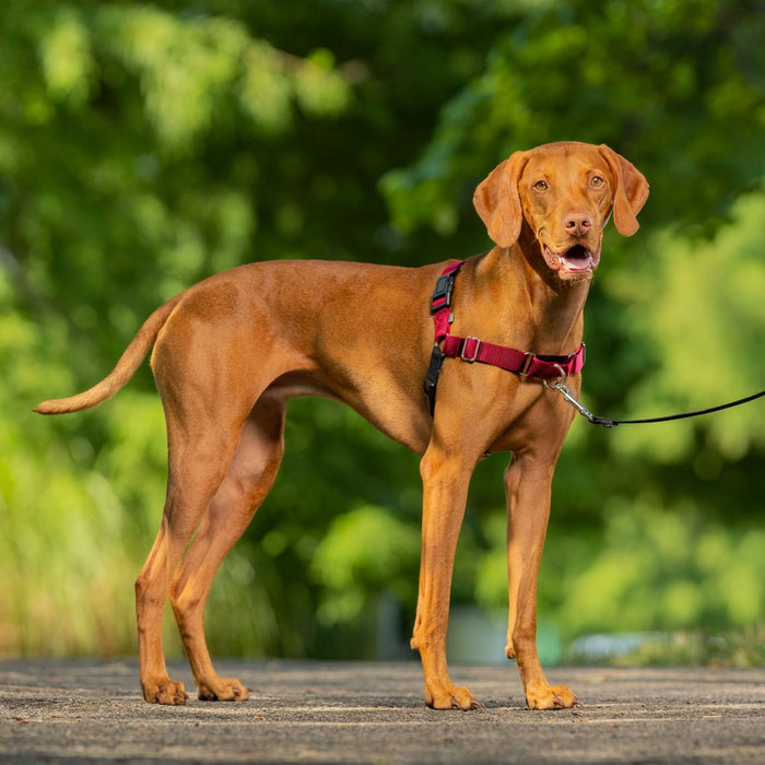 PetSafe Easy Walk Adjustable Dog Harness - M - Red