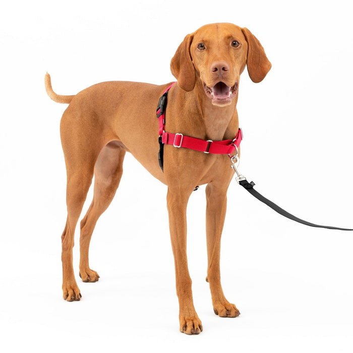 PetSafe Easy Walk Adjustable Dog Harness - M - Red