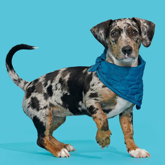 BARK Home Dapper Dog Bandana - S/M - Teal Blue