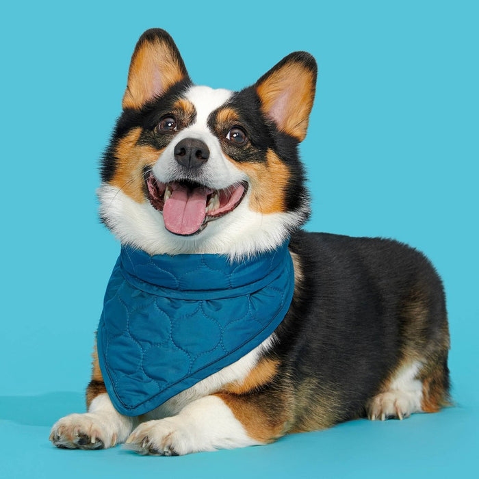 BARK Home Dapper Dog Bandana - S/M - Teal Blue