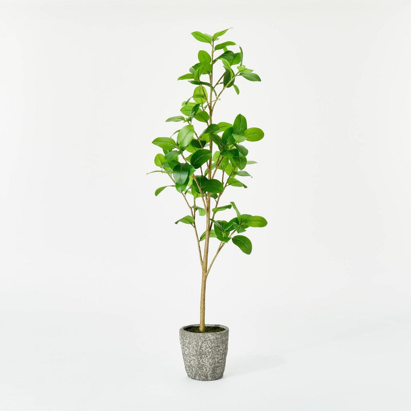 Banyan Leaf Potted Tree - Threshold designed with Studio McGee (LOCAL PICKUP ONLY)
