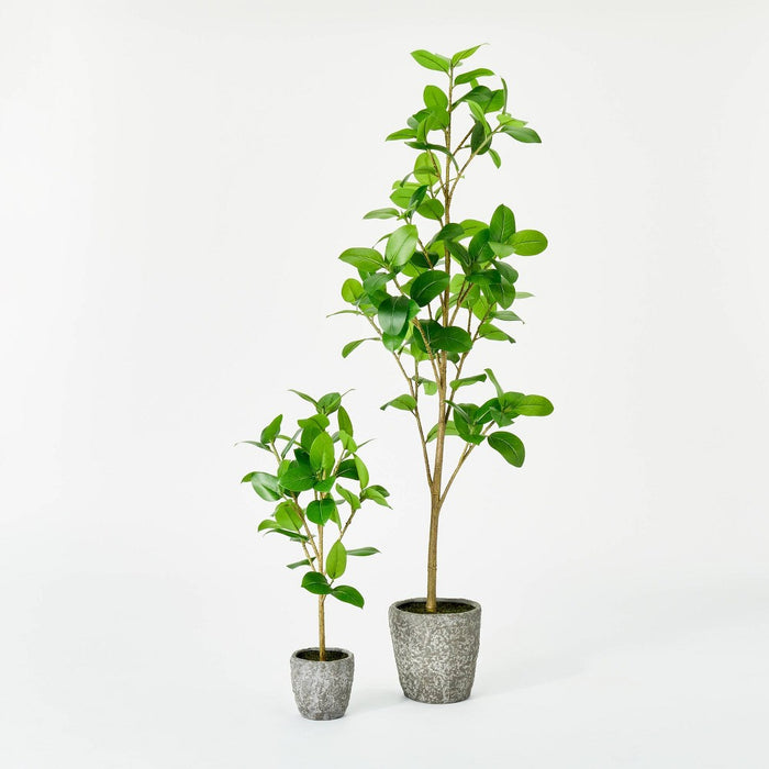 Banyan Leaf Potted Tree - Threshold designed with Studio McGee (LOCAL PICKUP ONLY)