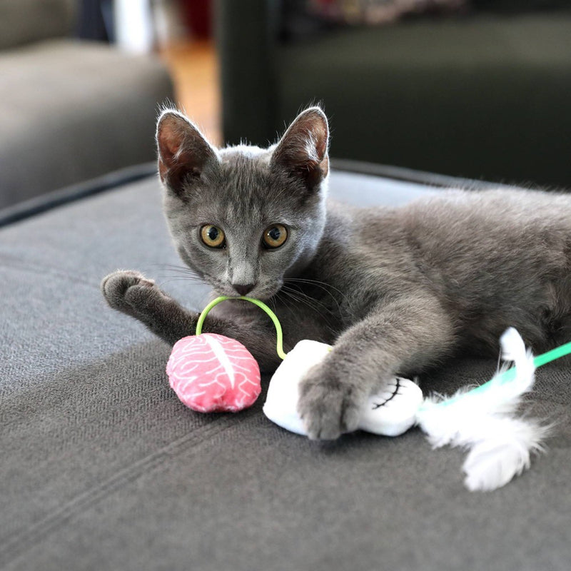 Quirky Kitty Halloween Pick Your Brain Cat Toy