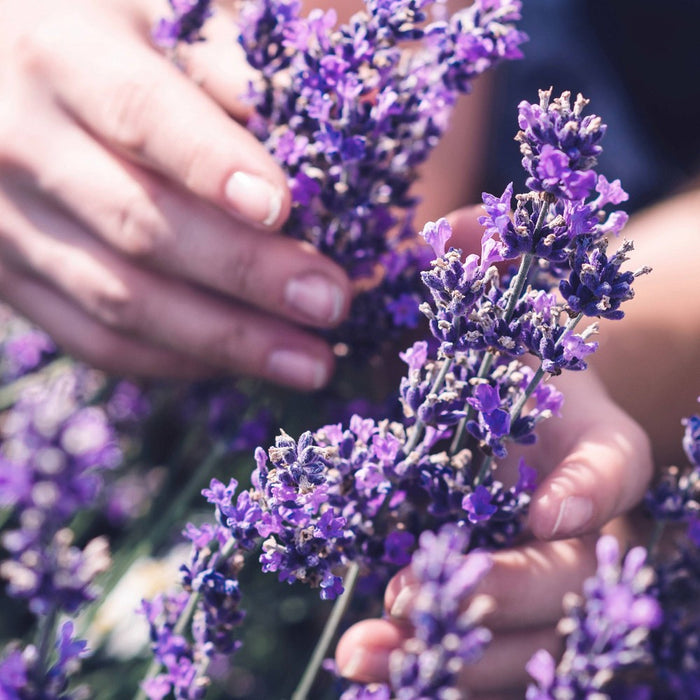 Herbal Essences Curly Hair Conditioner with Lavender, Jojoba Oil & Aloe Vera - 13.5 fl oz