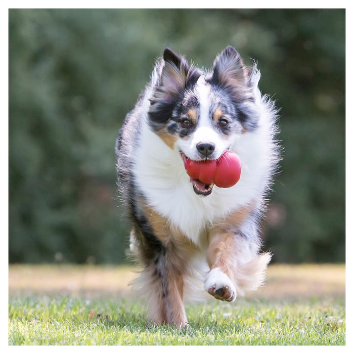 KONG Refillable Classic Chew Dog Toy - M