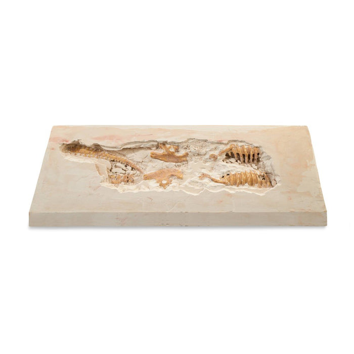 MindWare Dig It Up! Tyrannosaurus Rex 3D Skeleton