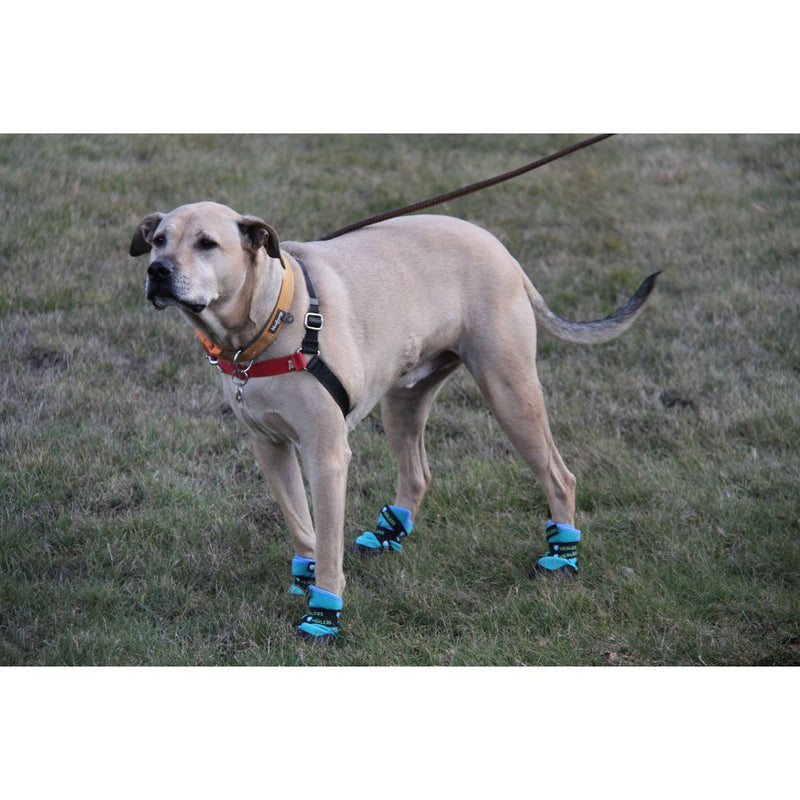 Healers Urban Walker Dog Boots - M/S - Teal