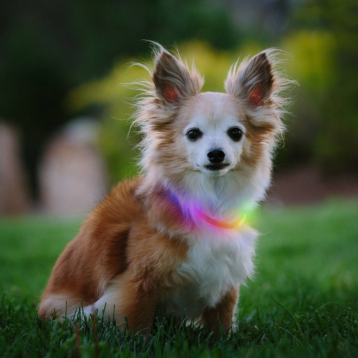 Nite Ize Mini Rechargable LED Safety Necklace Disc-O Adjustable Dog Collar
