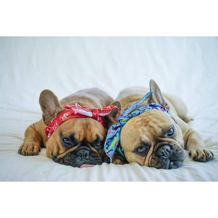 Fresh Pawz 90's Throwback Dog Bandana - S