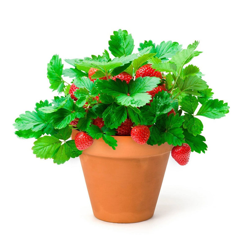 Back to the Roots Organic Alpine Strawberry Kids Grow Kit Science Edition
