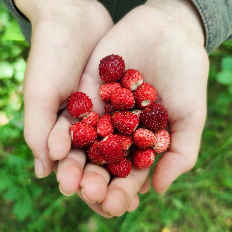 Back to the Roots Organic Alpine Strawberry Kids Grow Kit Science Edition
